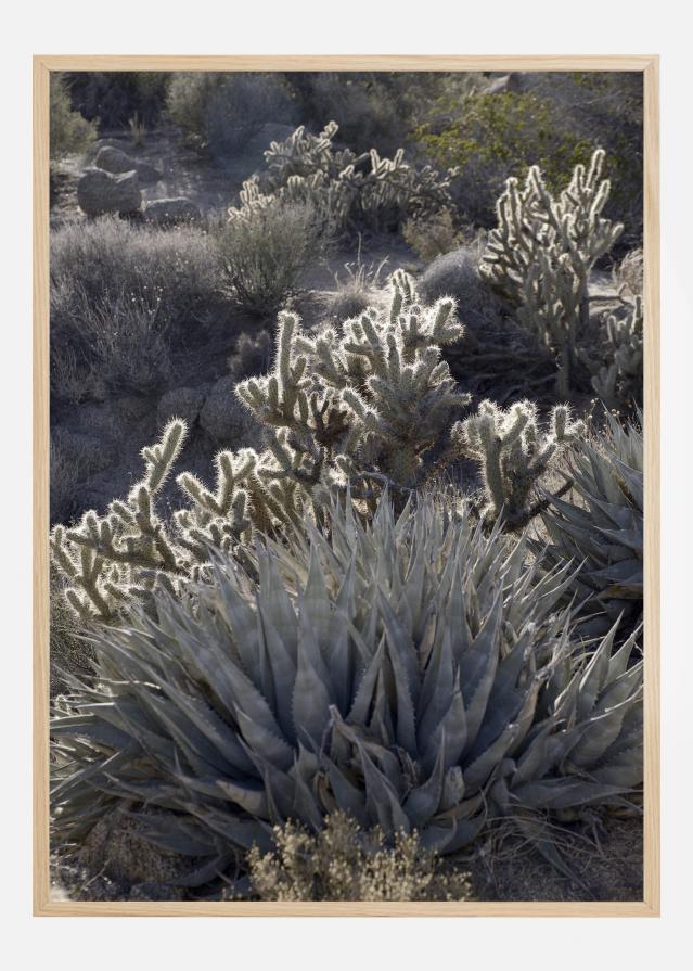 Cactus In Desert Αφίσα