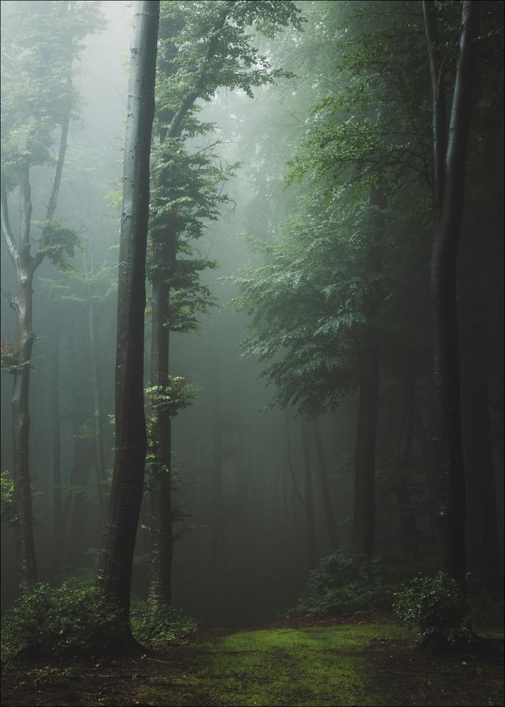 Mysterious forest Αφίσα