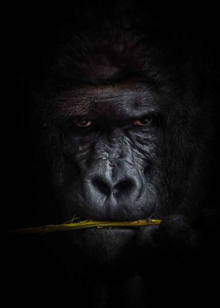 Mysterious gorilla Αφίσα