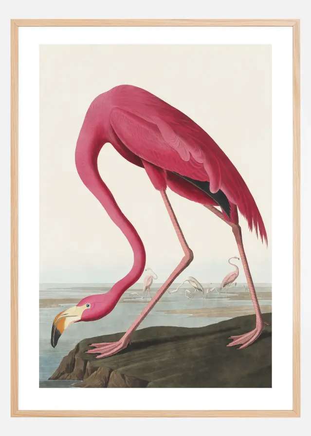 American Flamingo Αφίσα