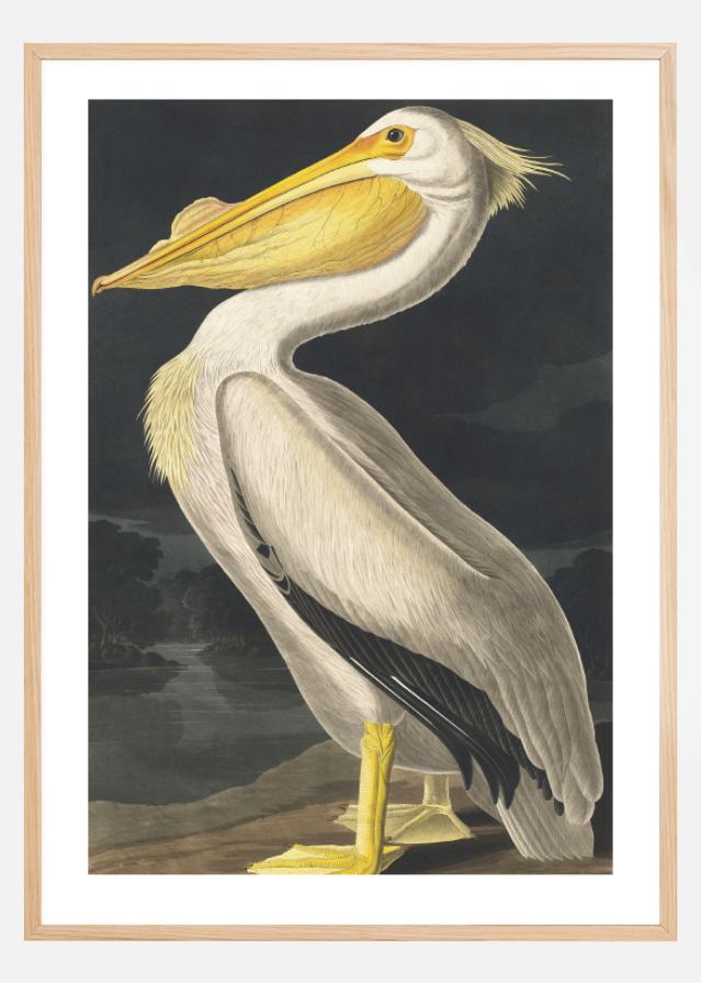 American White Pelican Αφίσα