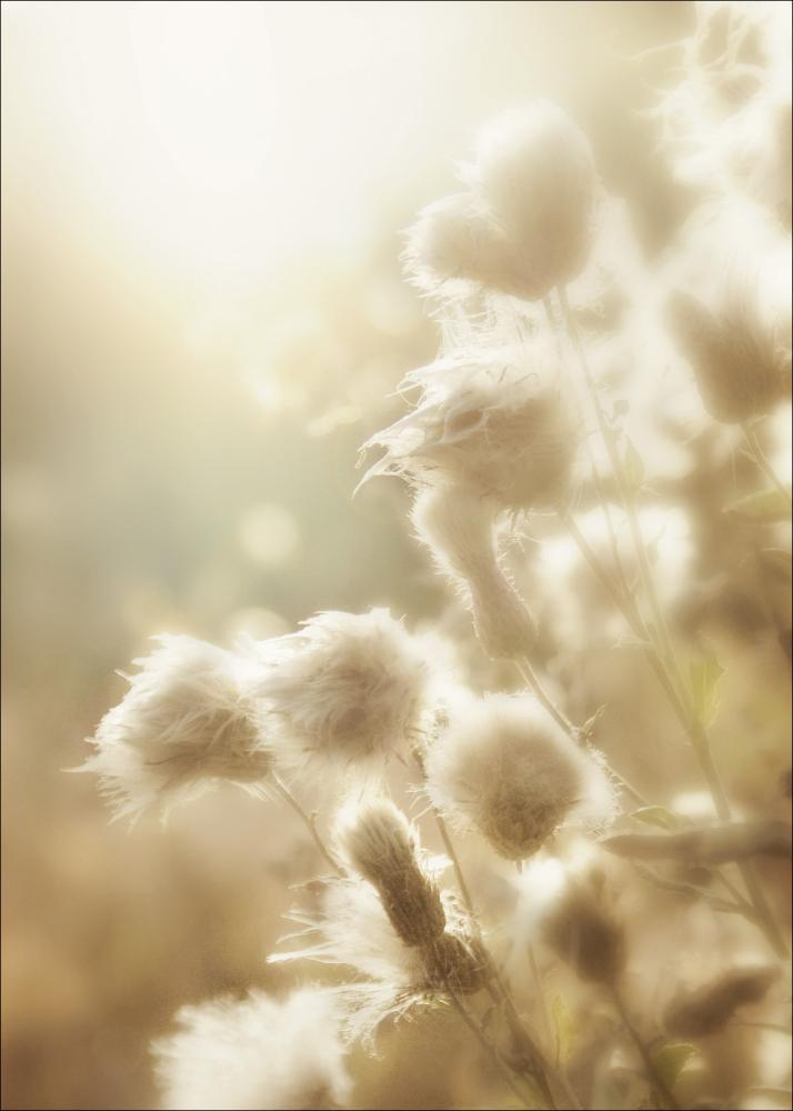 Fluffy flowers Αφίσα