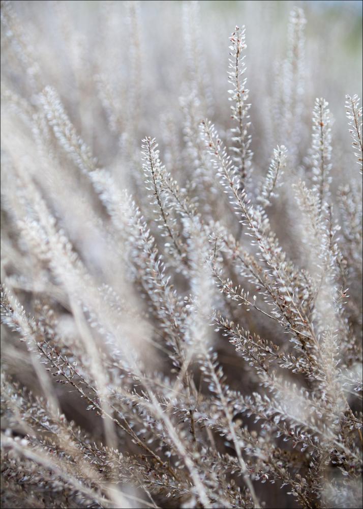 Frosty Grass Αφίσα