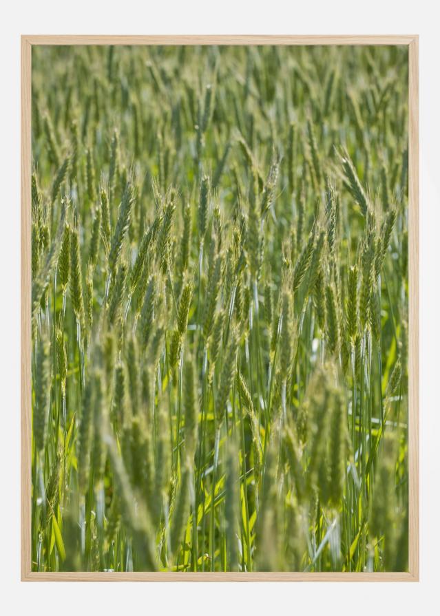 Green Wheat Field Αφίσα