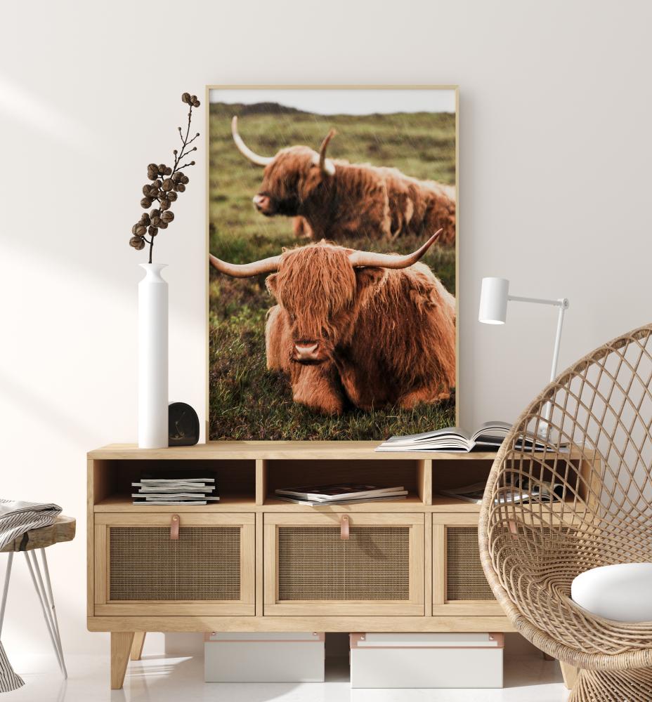 Highland Cattle Αφίσα