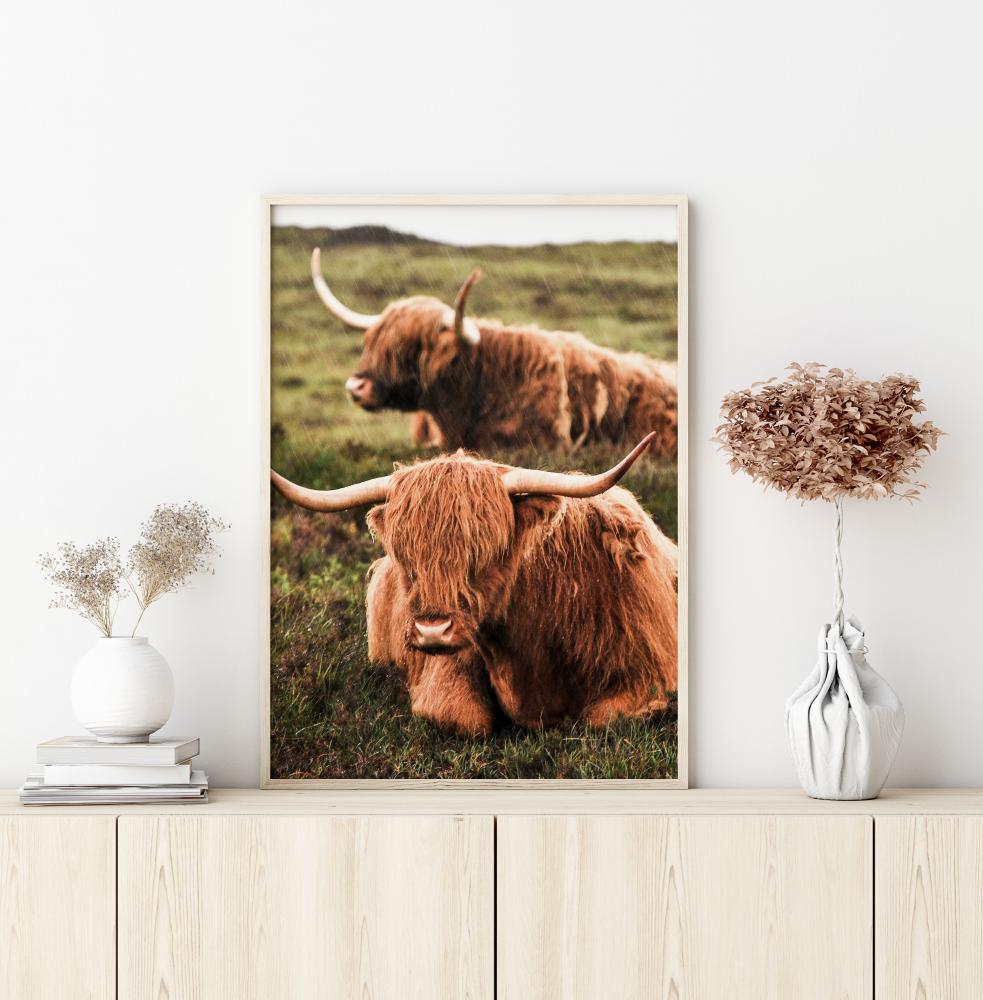 Highland Cattle Αφίσα