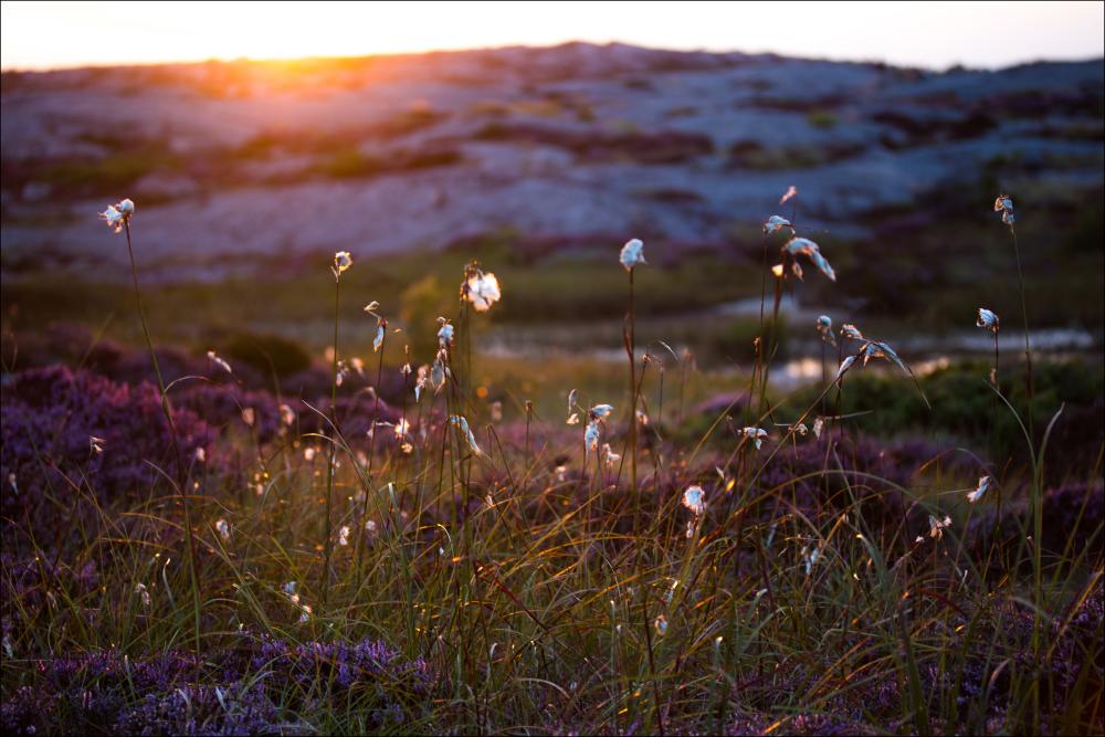 Summer evening on the rocks Αφίσα