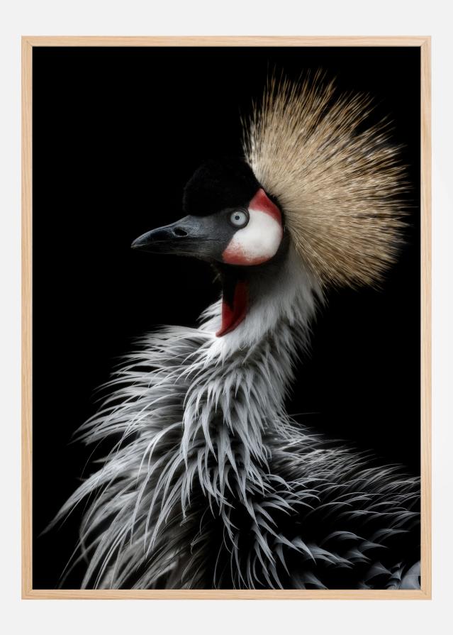 Crowned cranes portrait Αφίσα