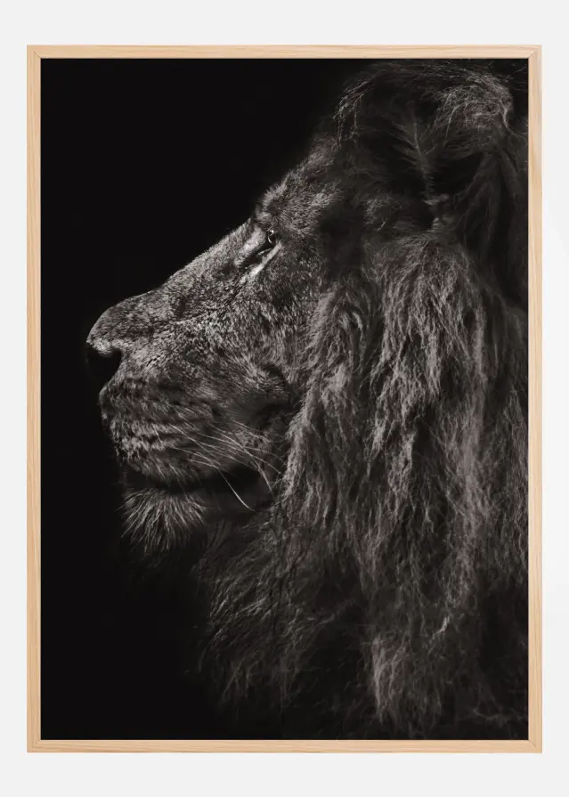 Lion In Profile Αφίσα