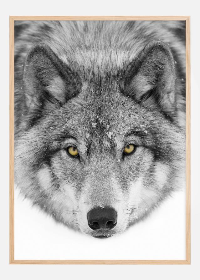 Yellow eyes Timber Wolf Αφίσα