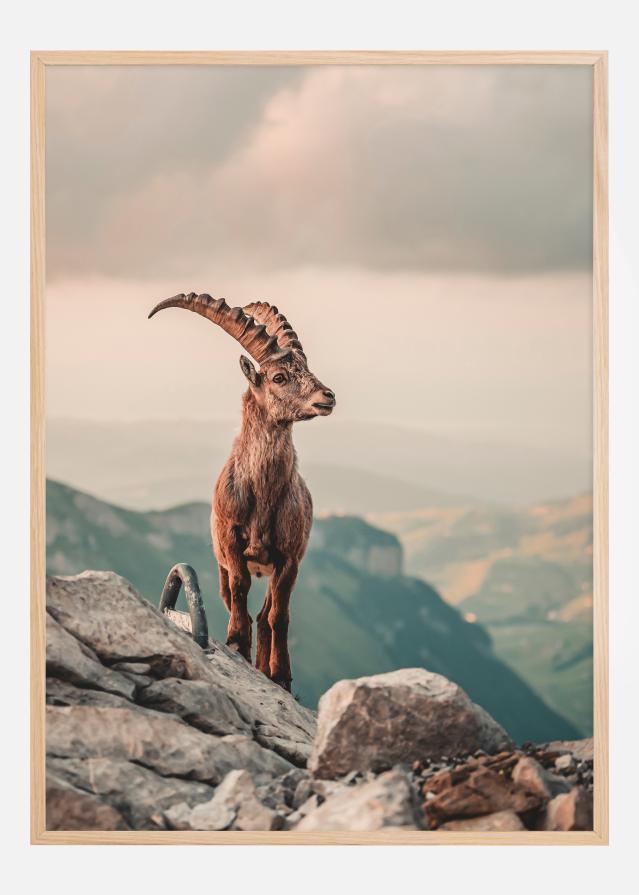 Mountain Goat Αφίσα