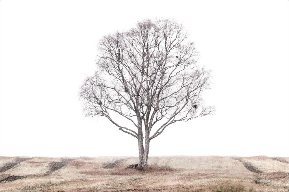 The lonely tree Αφίσα