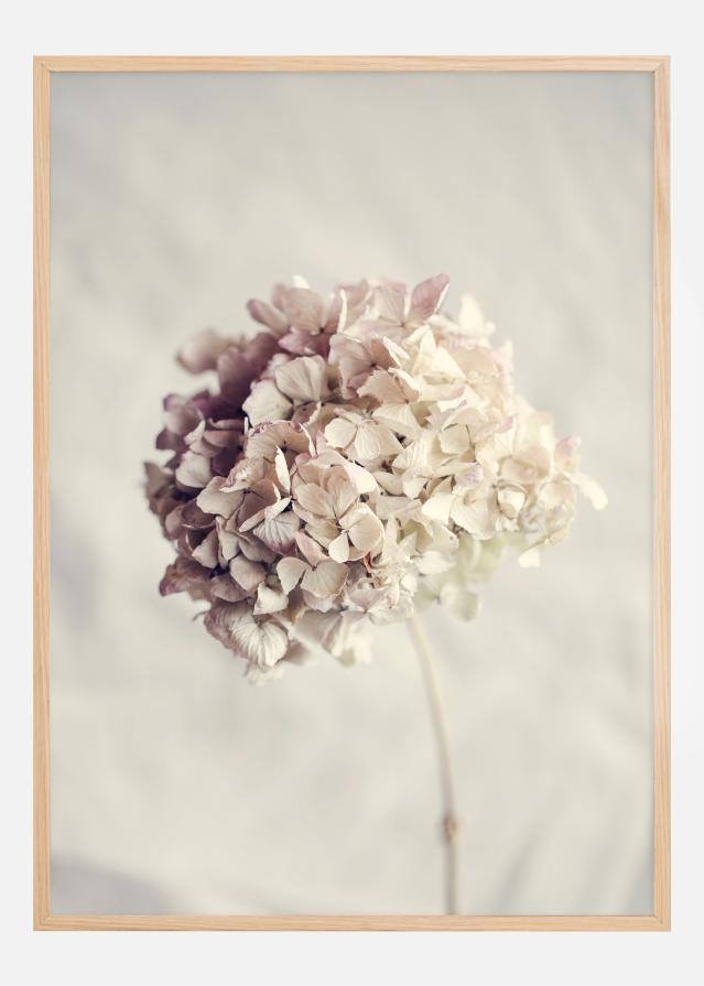 Dried Hydrangea Αφίσα