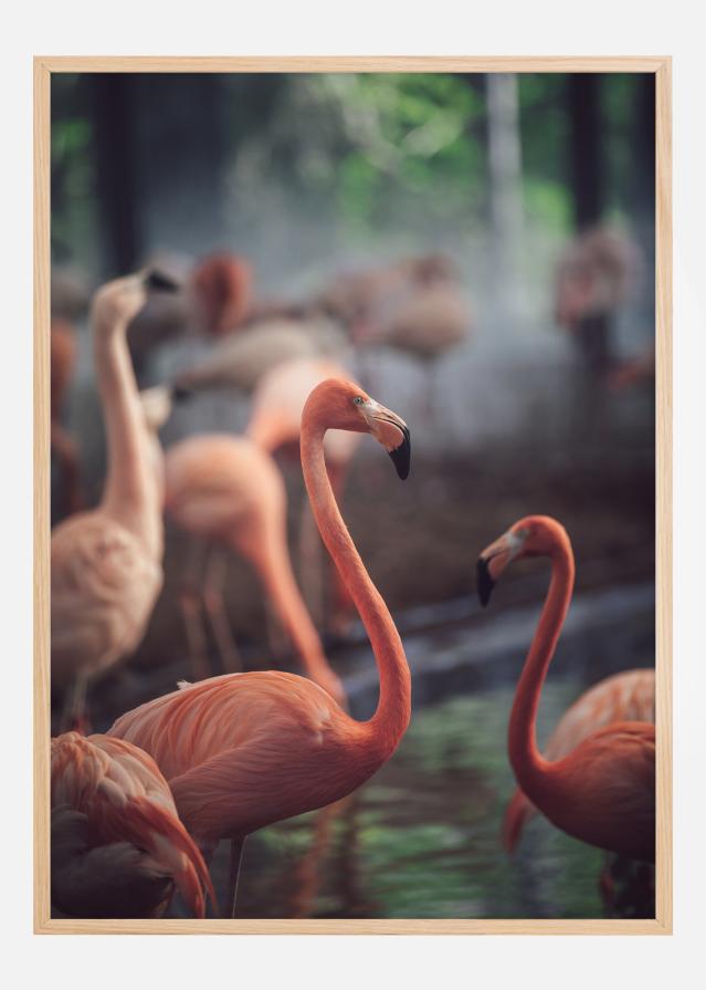 Flamingo Αφίσα