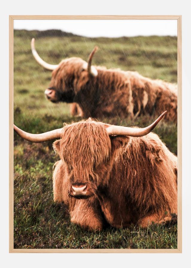 Highland Cattle Αφίσα