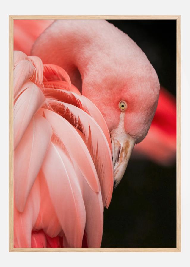 Flamingo Αφίσα