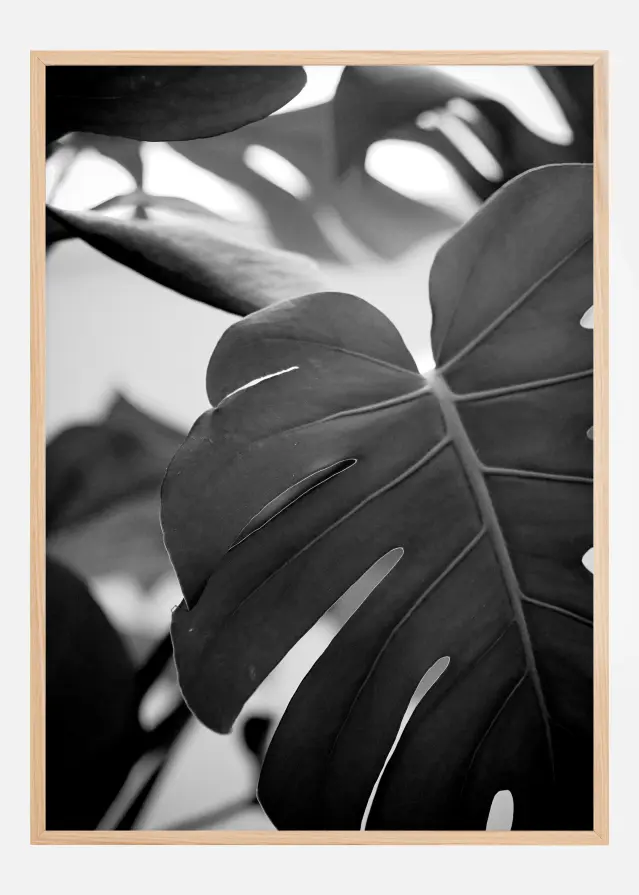 Monstera in Black and White ll Αφίσα