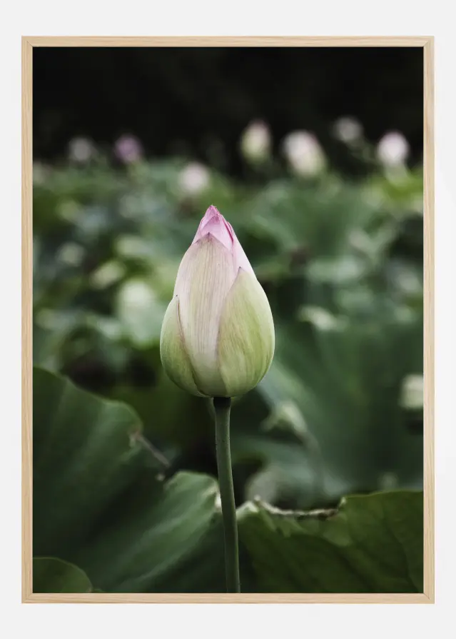 Peony Field Αφίσα