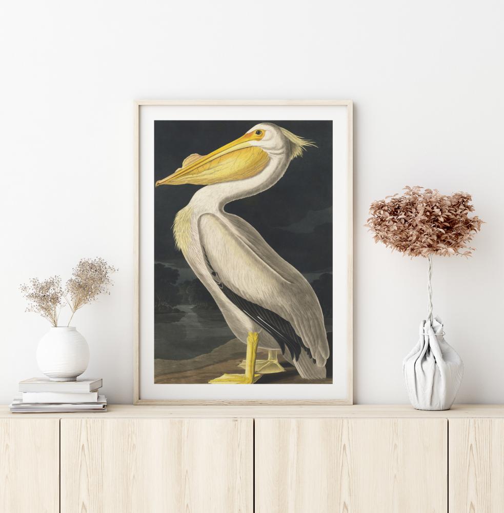 American White Pelican Αφίσα