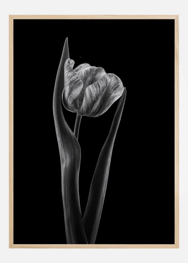 Rembrandt Tulip Αφίσα