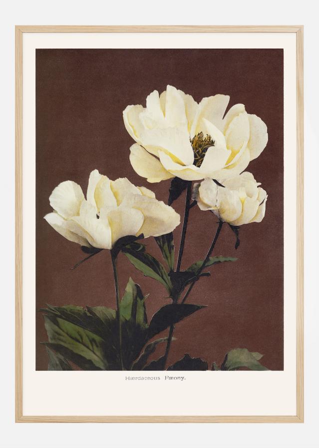 Habrdaceous Peony Αφίσα