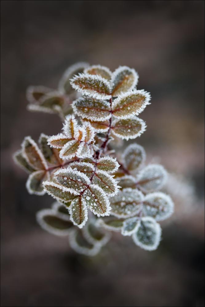 Frosty rose petals Αφίσα