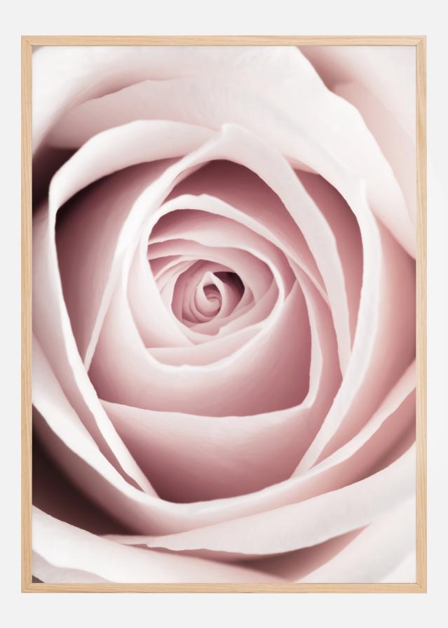 Pink Rose Αφίσα