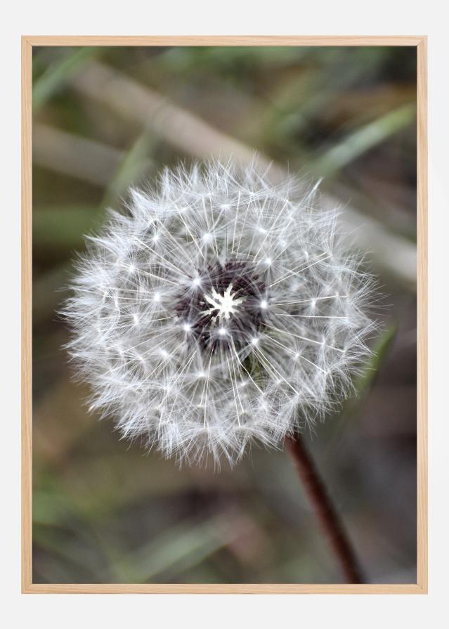 Dandelion Αφίσα