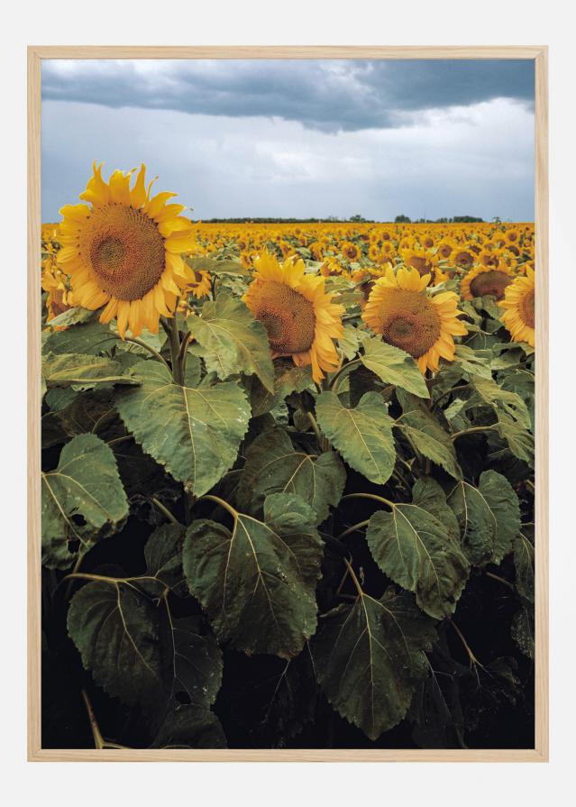 Sunflowers Αφίσα