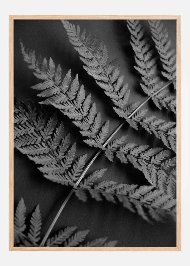 Black Fern Αφίσα