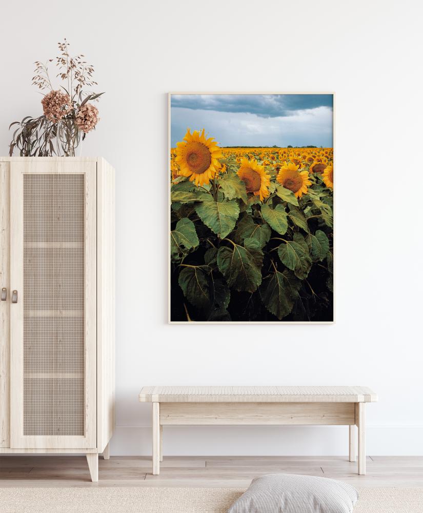 Sunflowers Αφίσα