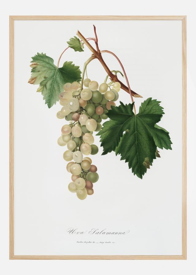 Grapes I Αφίσα